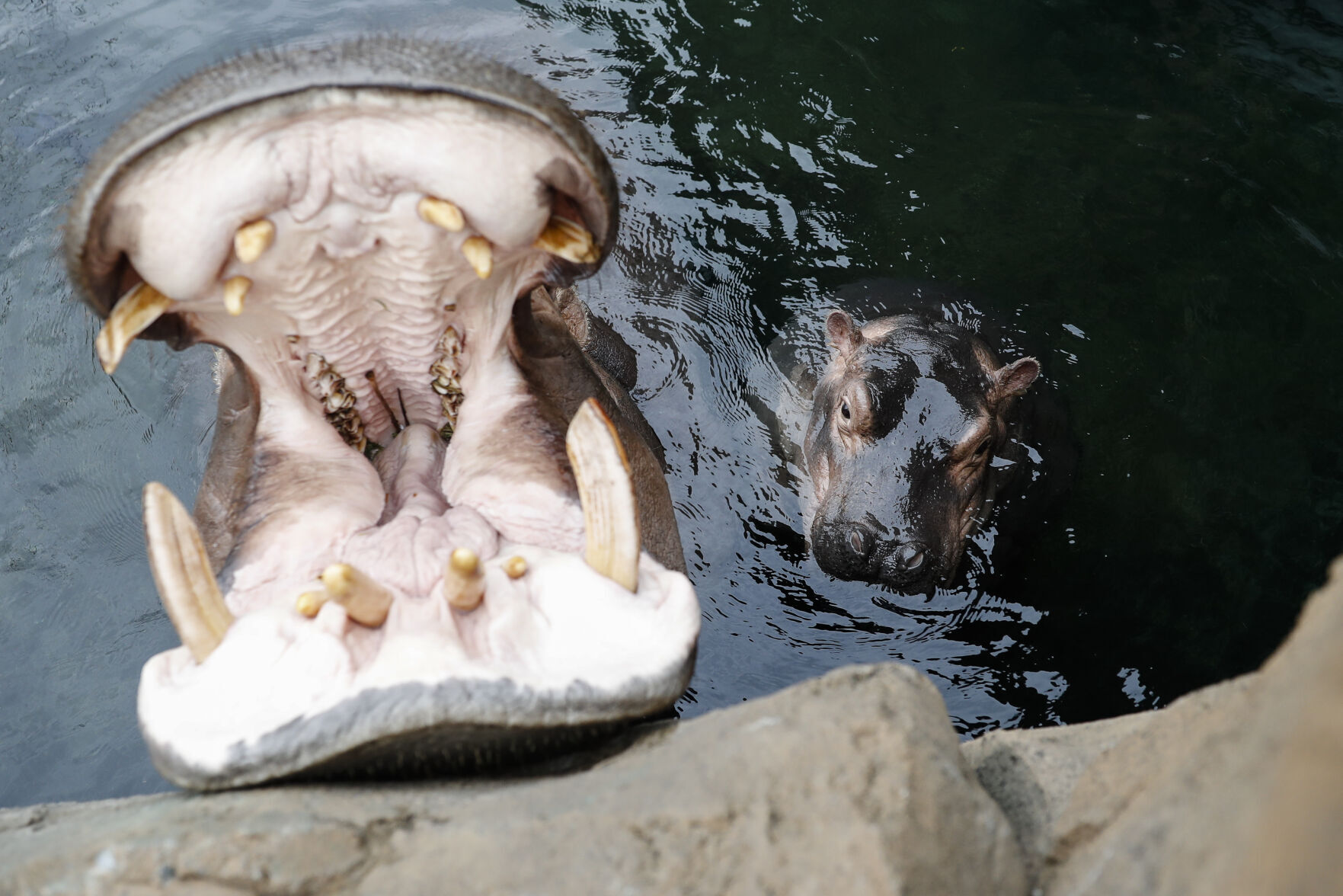 Fiona and Bibi